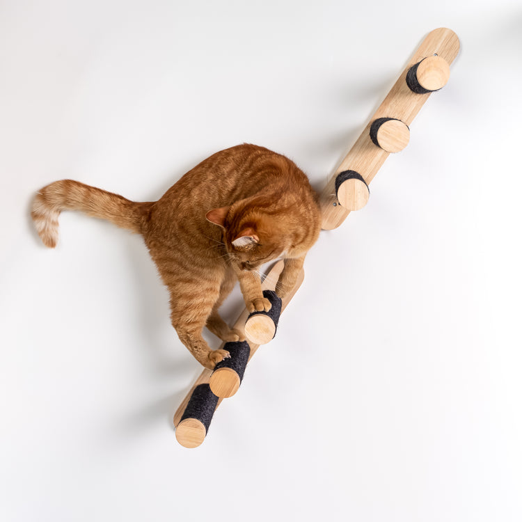 Cat Climbing Wall - Ladder Set (Blackline)