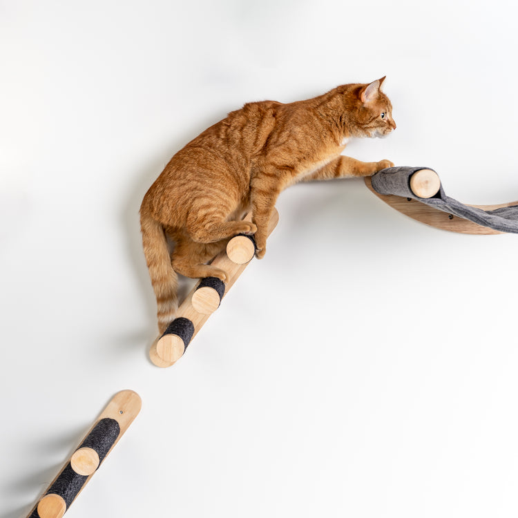 Cat Climbing Wall - Ladder Set (Blackline)